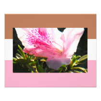 Colours in Azalea Photo Print