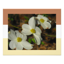 Colours in Dogwood