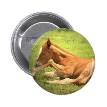 Colt Button