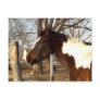 Colt of Many Colours