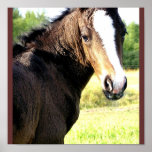 Colt Photo Print