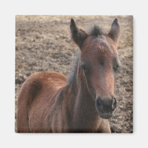 Colt Photo Square Magnet