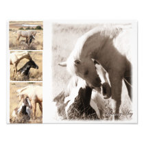 Colts will be Colts - Mustang Collage Photo Print
