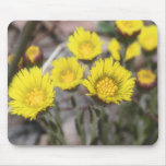 Coltsfoot (Tussilago farfara) Flowers mousepads