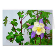 Columbine Blossom Cards