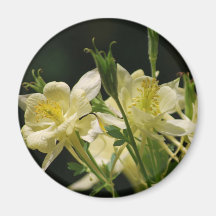 Columbine flower and its meaning fridge magnets