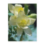 Columbine flower means to win postcards