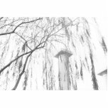 Column Under Weeping Tree High Dynamic range Cut Out