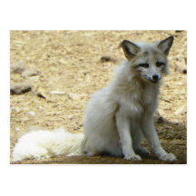 Come visit the wildlife @ Bearizona today Post Cards