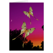 Comet Moth Sunset Cards