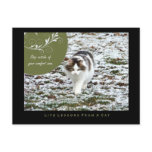 Comfort Zone Life Lessons from a Cat Postcard