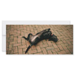 Comfortable black dog rack cards
