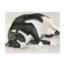 "Comfortable Tuxedo Cat" Art Postcards