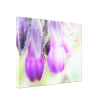 Comfrey Herb - Flowers Stretched Canvas Print