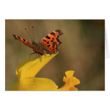 Comma Butterfly and Daffodil Card