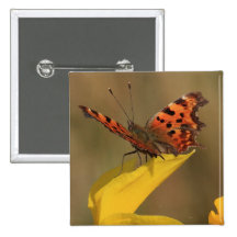 Comma Butterfly and Daffodil Pin