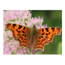 Comma Butterfly Post Cards