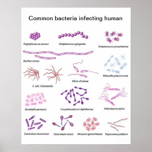 Common Bacteria Poster Zazzle