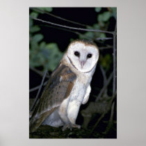 Common barn-owl, Tyto alba, California, U.S.A. Posters