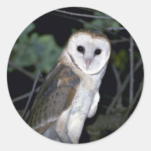Common barn-owl, Tyto alba, California, U.S.A. Round Stickers