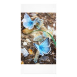 Common Blue Butterfly - Polyommatus icarus on Marj photo cards