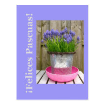 Common blue hyacints easter greeting - spanish post cards