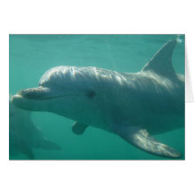 Common Bottlenose Dolphin Greeting Card