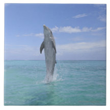 Common Bottlenose Dolphin Swimming Backwards on Ceramic Tile