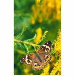 Common Buckeye Butterfly on Missouri goldenrod photo sculptures