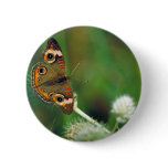 Common Buckeye butterfly on Rattlesnake-master buttons