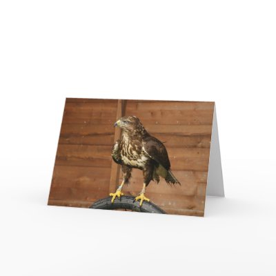 Common Buzzard Bird of Prey Greeting Card by moonlake