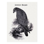 "Common Buzzard" Vintage Illustration Postcards
