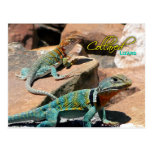 Common Collared Lizard, New Mexico Post Cards