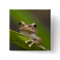 Common coqui, Eleutherodactylus coqui, El Pinback Button