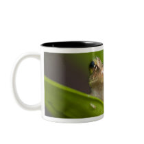 Common coqui, Eleutherodactylus coqui, El Coffee Mugs