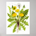 Common Dandelion --  Sue Abonyi posters