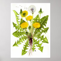 Common Dandelion --  Sue Abonyi Poster