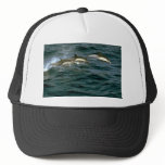 Common dolphin hats
