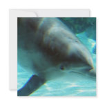 Common Dolphin Invitation