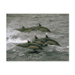 Common dolphin postcards