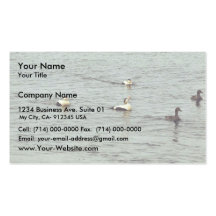 Common Eider Drakes and Hens Business Cards