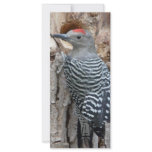 common flicker rack cards