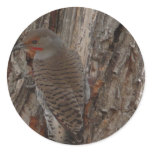 common flicker-woodpecker stickers