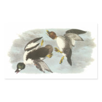 Common Goldeneye, John Audubon Rectangle Sticker