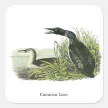 Common Loon, John Audubon Square Stickers