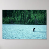 Common Loon Mating Display on Water Poster