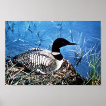 Common Loon on Nest Posters