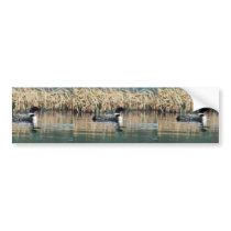 Common Loon on Water Bumper Stickers