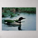 Common Loon on Water Poster