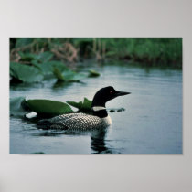 Common Loon on Water Poster